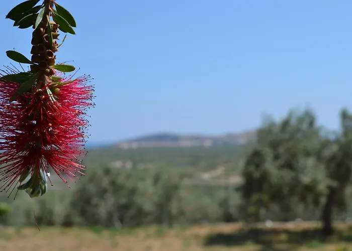 Dimitras House